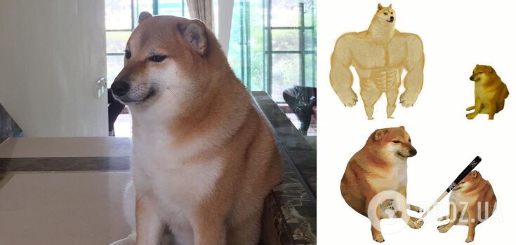 Cheems the dog, who was the star of a popular meme, passed away: he did not survive surgery