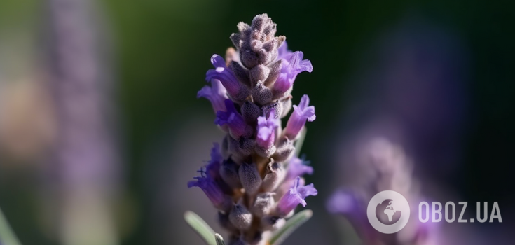 Tips on how to dry and store lavender