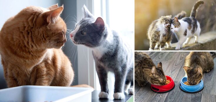 How to make two cats in the house friends: what a smart owner should do