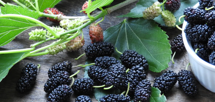 Healthy properties of mulberry and who should be careful in its consumption