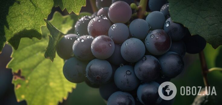 What to feed grapes in August: the harvest will break all records