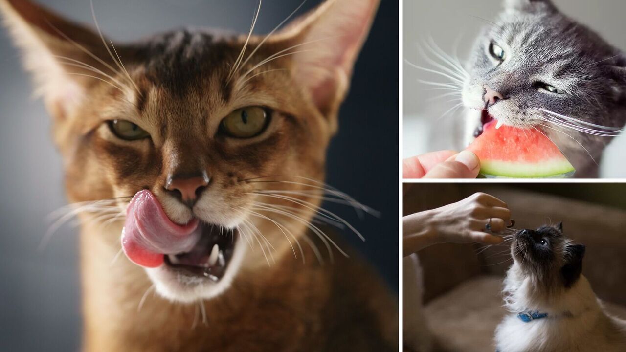 What not to feed cats: you'd be surprised at what you can't feed them
