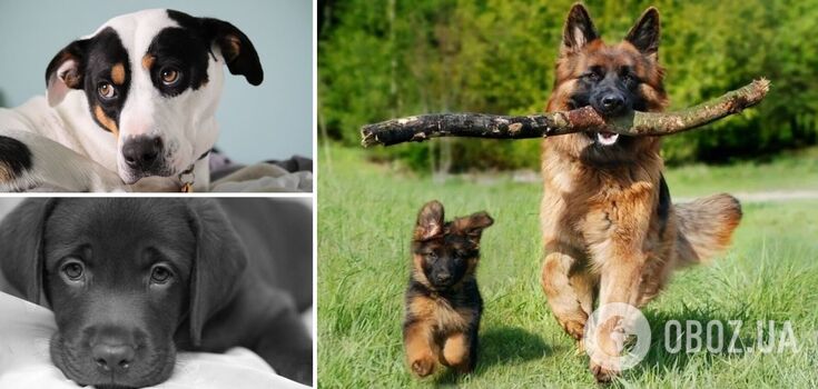 What breeds of dogs are the most loyal: hard to bear separation from the owner