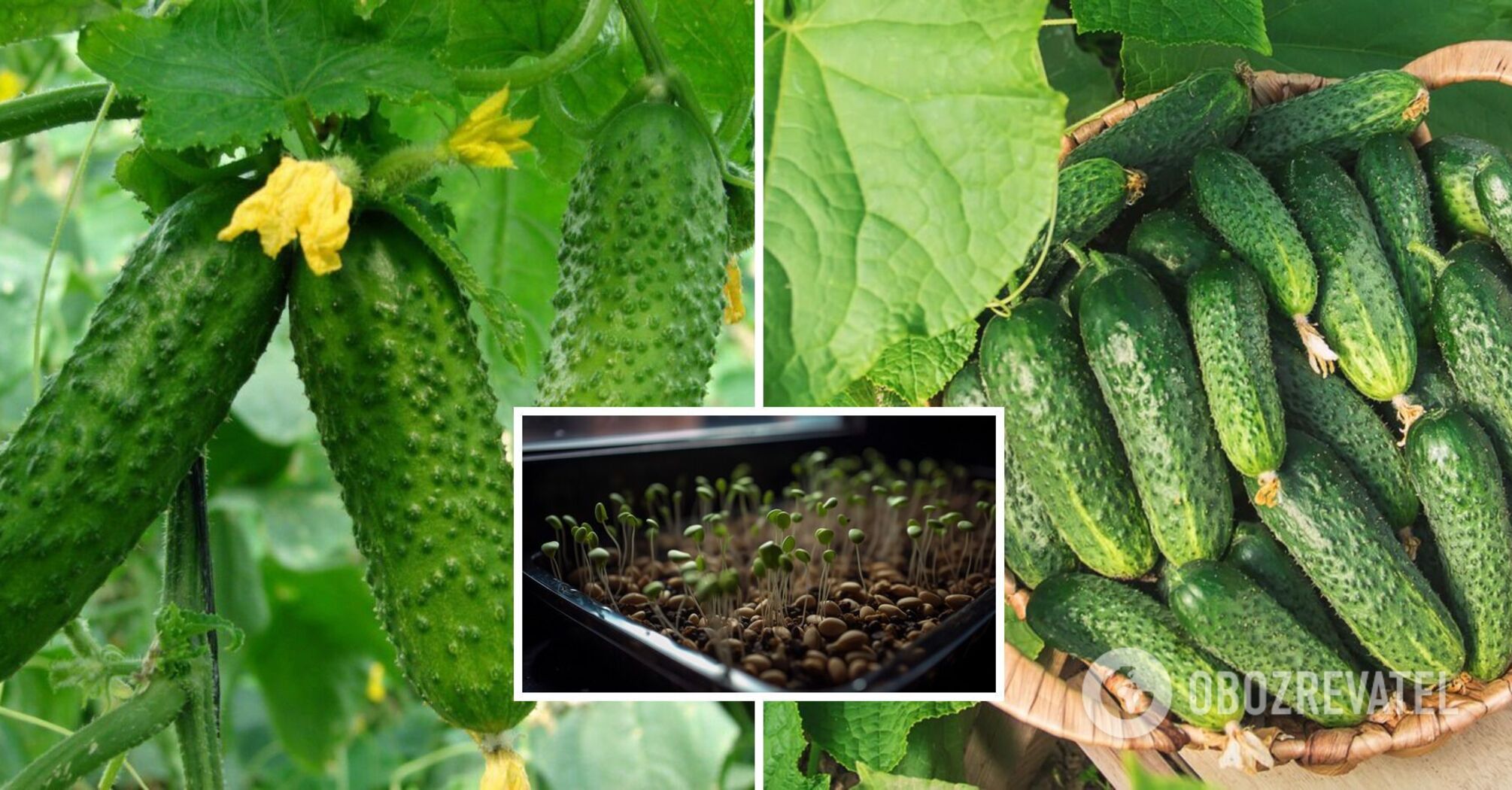 How to grow cucumbers in boiling water: a quick way to germinate seeds