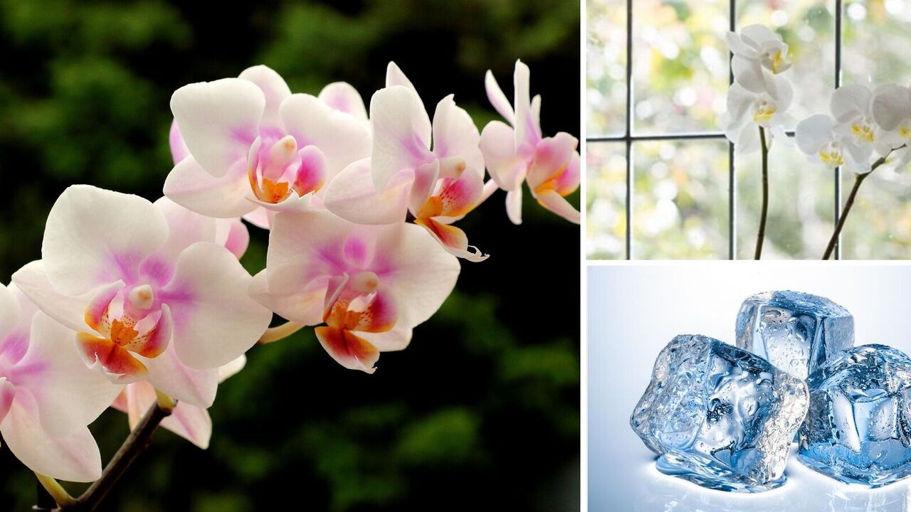 Your orchid will love it: a revolutionary watering method that will make caring for your orchid much easier