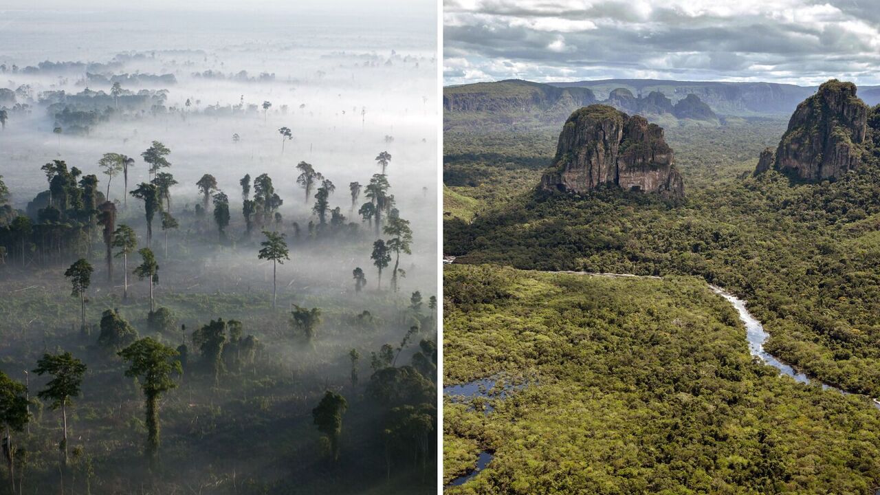 Catastrophe for the Earth: scientists warn of the threat of complete destruction of tropical forests