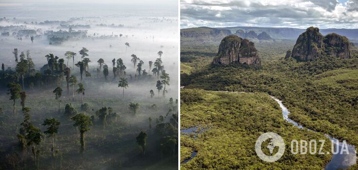 Catastrophe for the Earth: scientists warn of the threat of complete destruction of tropical forests
