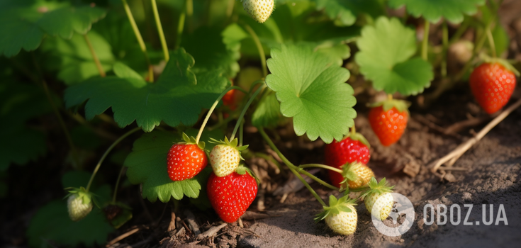 When to transplant strawberries to get sweet berries