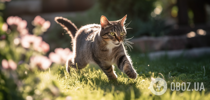 Why cats react to the "ks-ks" sound: a scientific explanation