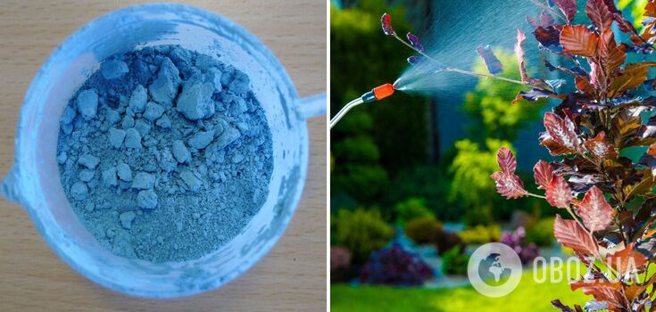 Bordeaux mixture for the protection of vegetables and trees: how to prepare and use a miracle remedy