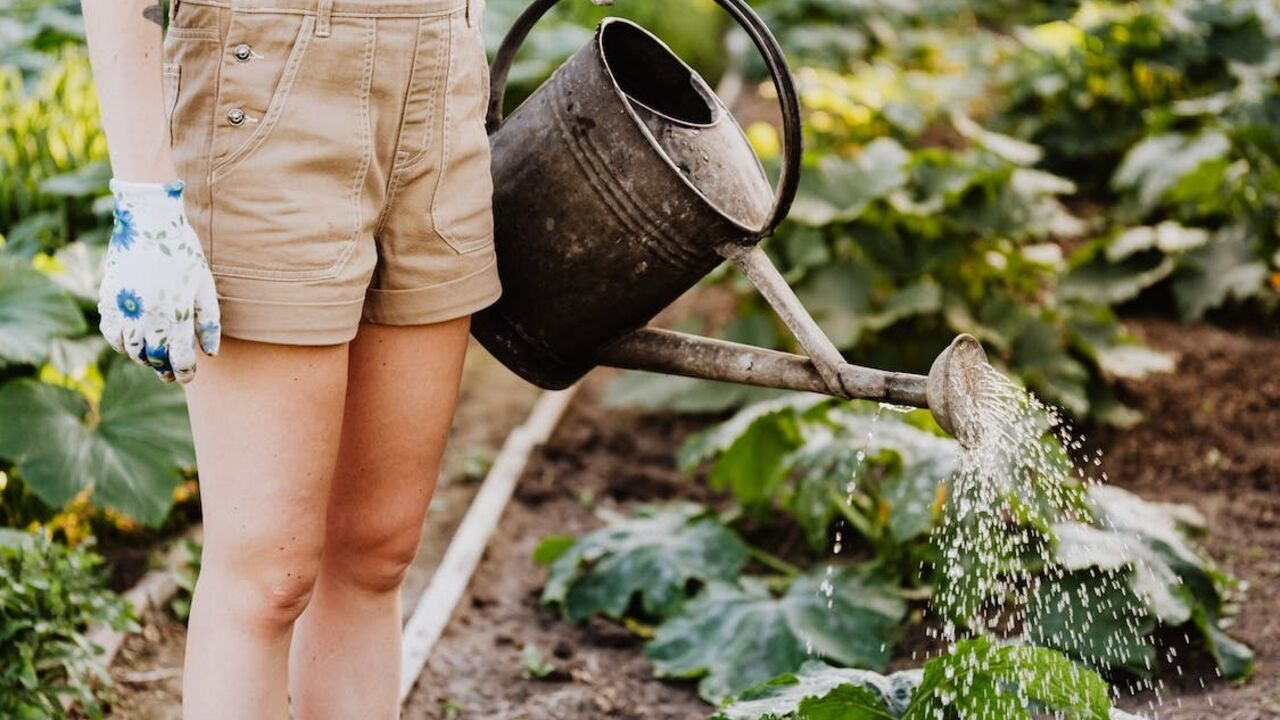 Overwatering may kill your garden: what are the signs when the plants don't need more water