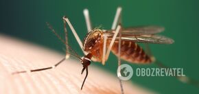 Jak złagodzić swędzenie po ukąszeniu komara: znane potrawy mogą pomóc
