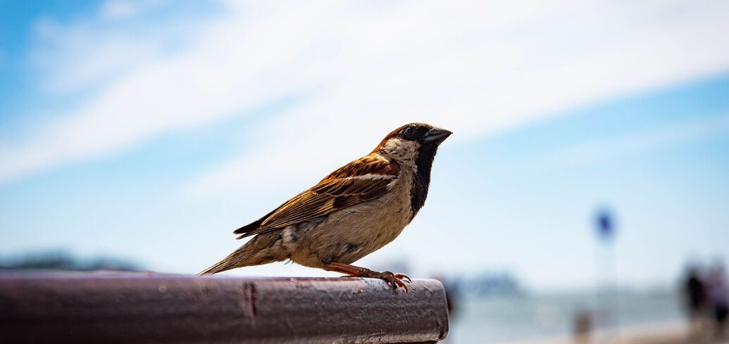 До чого залітає горобець у будинок