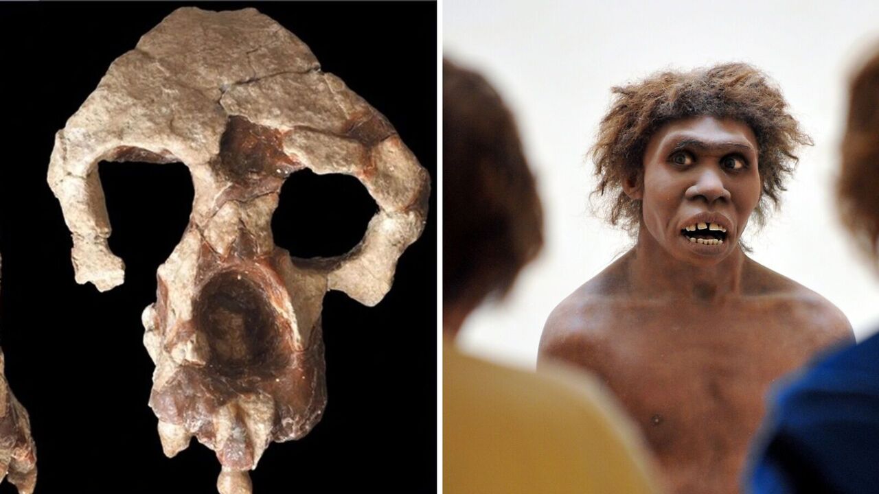 Fossils of a new species of ape have cast doubt on the theory that all humans originated in Africa