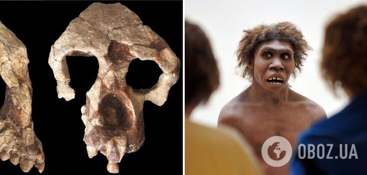 Fossils of a new species of ape have cast doubt on the theory that all humans originated in Africa