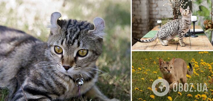 Which cat breeds are the biggest: suitable only for the house