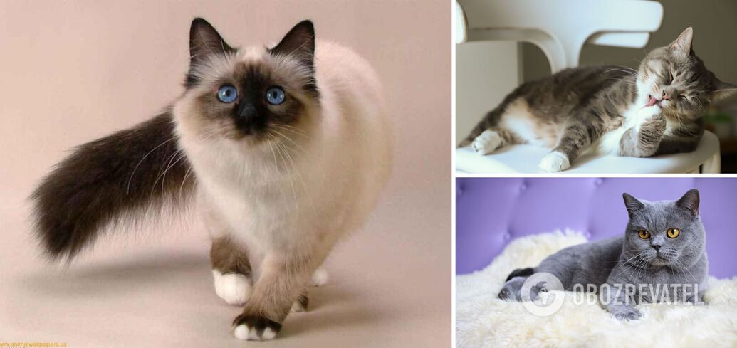 Cleanest cheap cat breeds