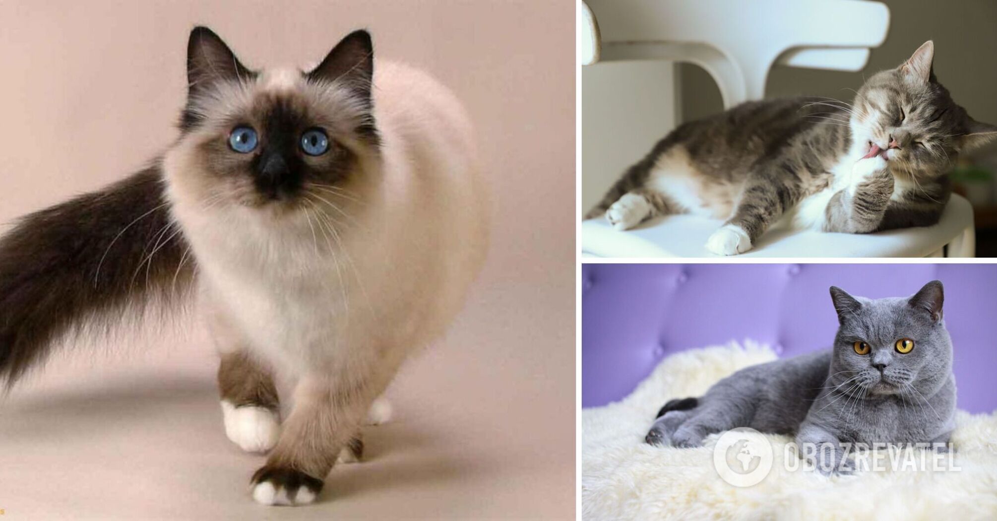 What breeds of cats are the cleanest and suitable for life in an apartment