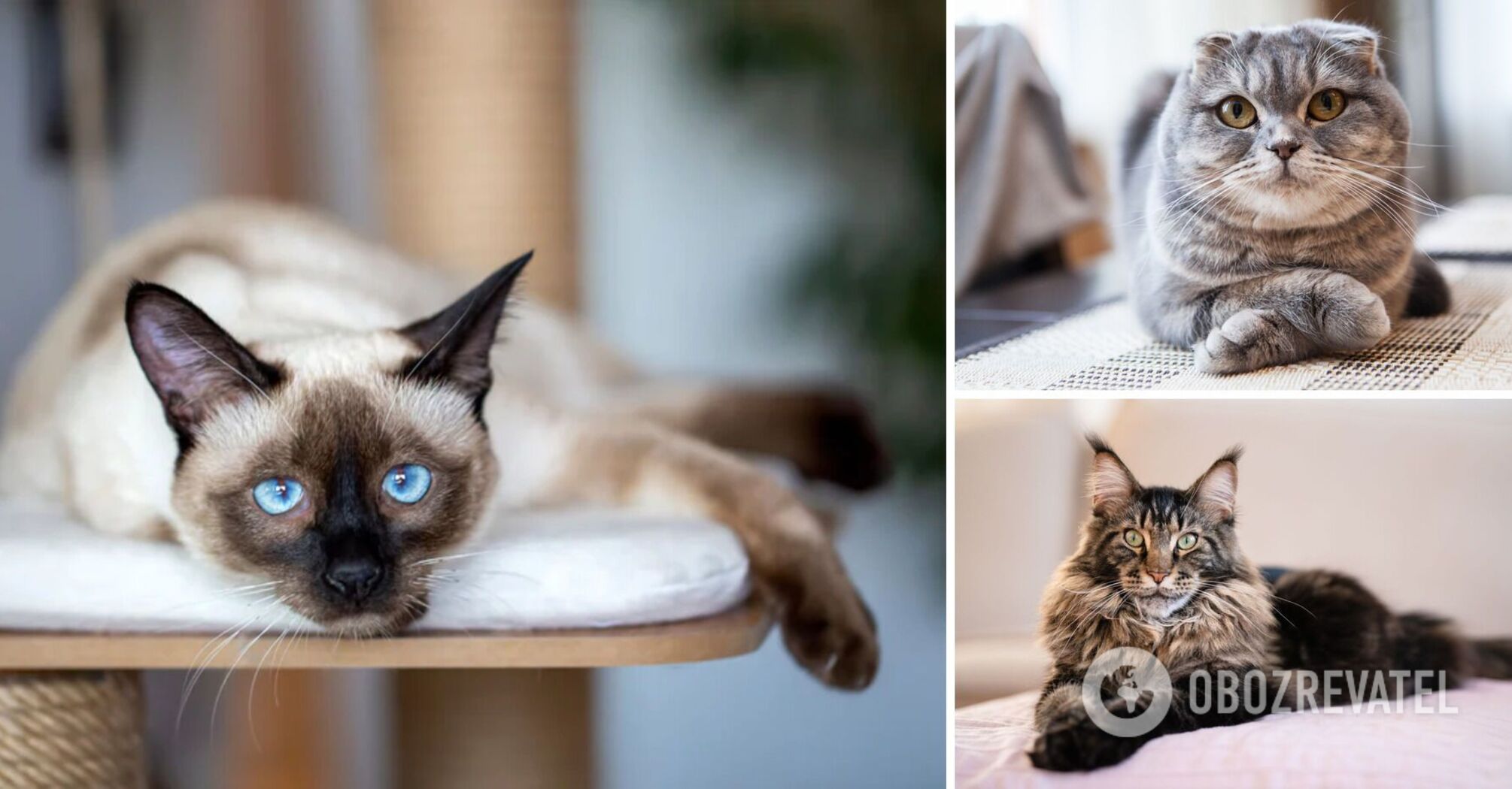 Which cats are most attached to their owners: five most affectionate breeds