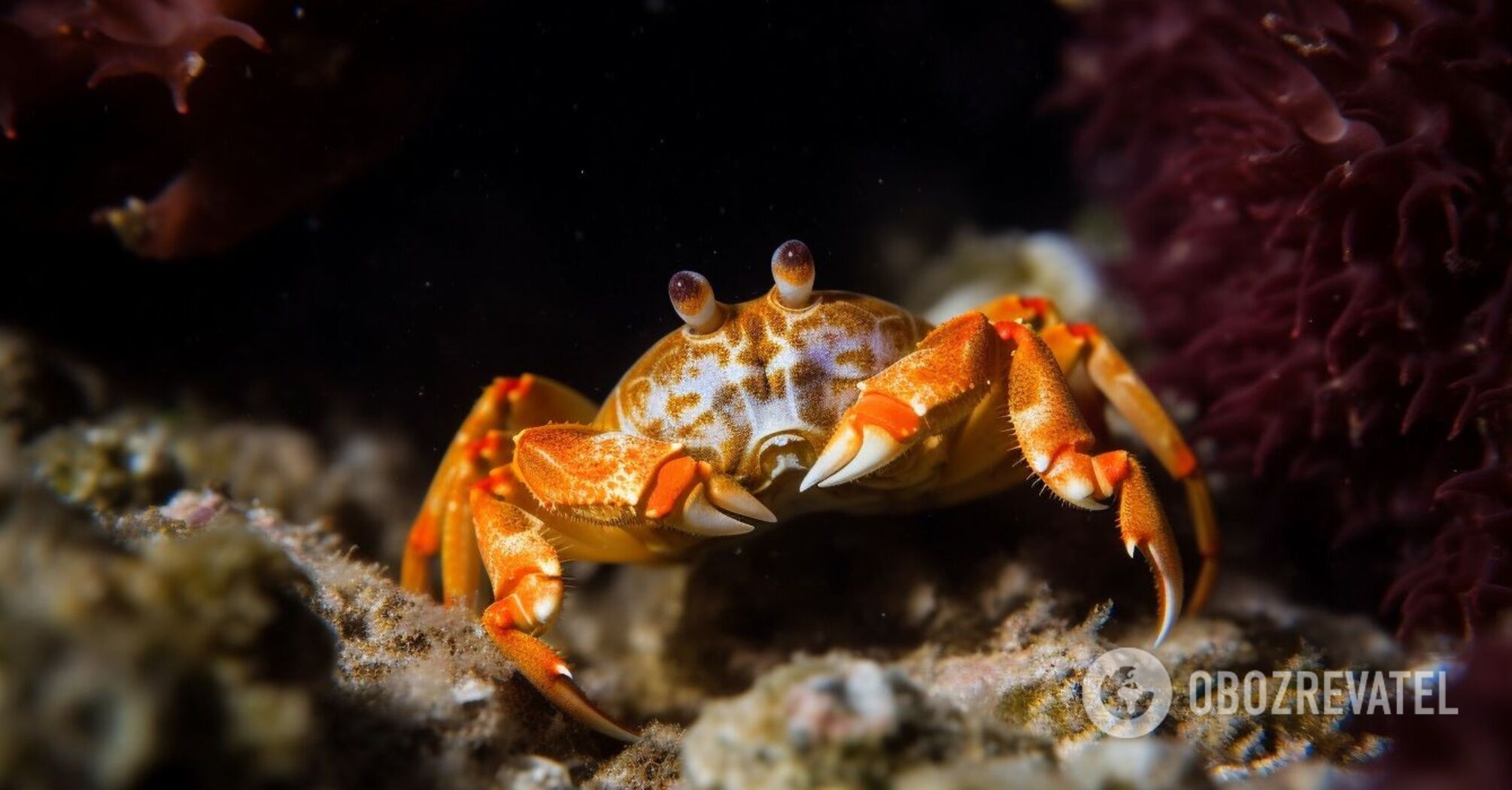 Find the crab: a challenging puzzle for the most attentive