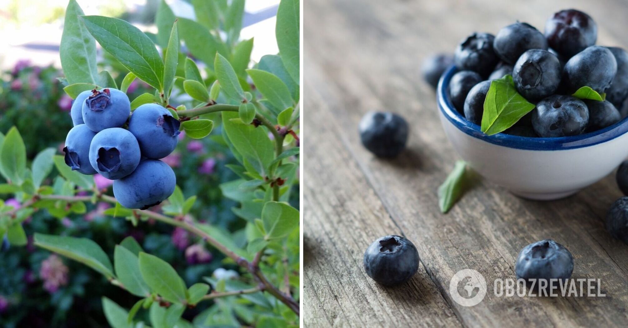 Bilberries and blueberries: the differences between the berries and why they are often confused