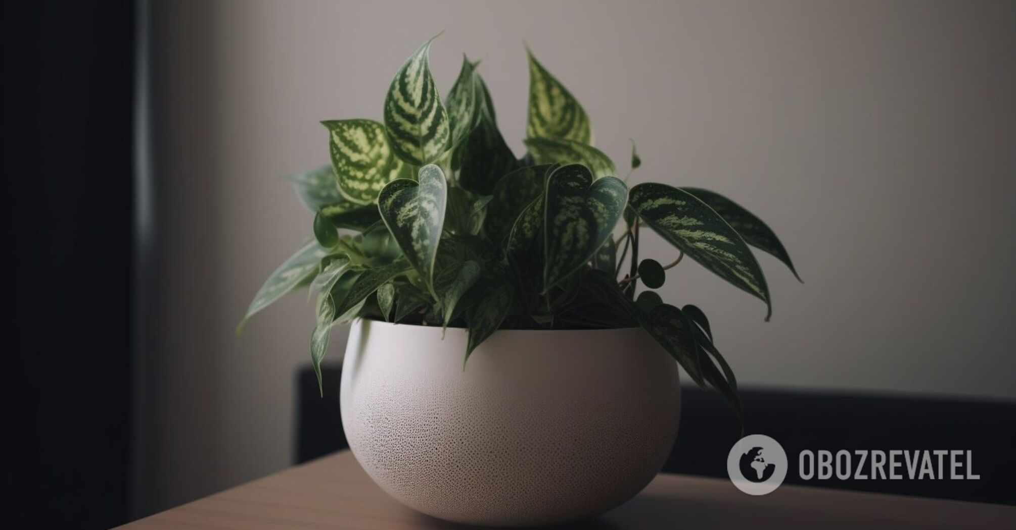 Dust will be twice as less: which houseplants make house cleaning easier