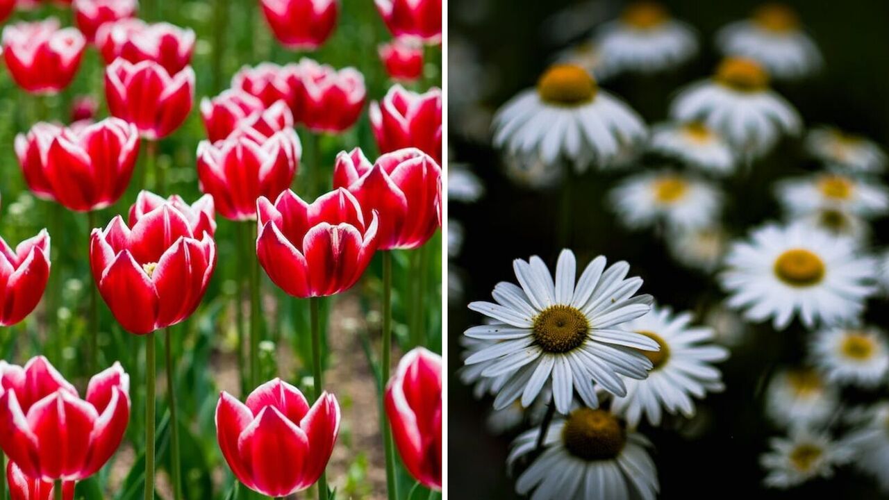 Never do this: what mistakes will ruin your flowers in the garden