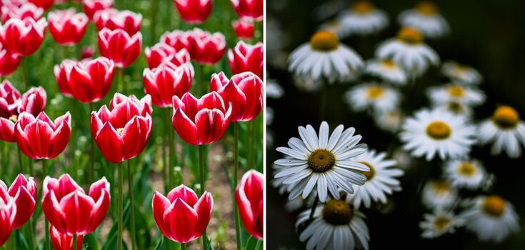 Never do this: what mistakes will ruin your flowers in the garden