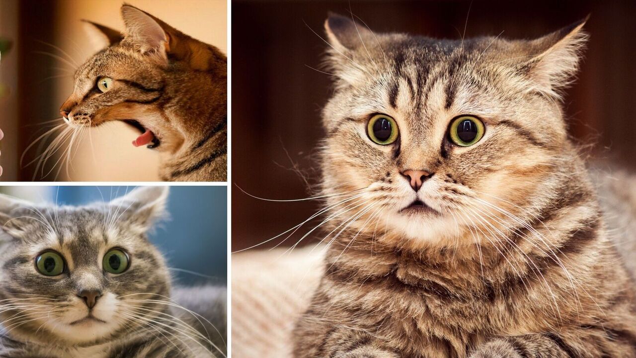 What cats are more afraid of: three things that cause stress in animals