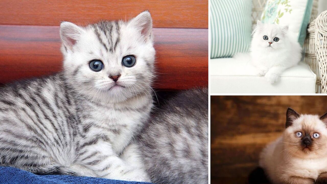 Which cats are best for families with children: they love to play and are always affectionate