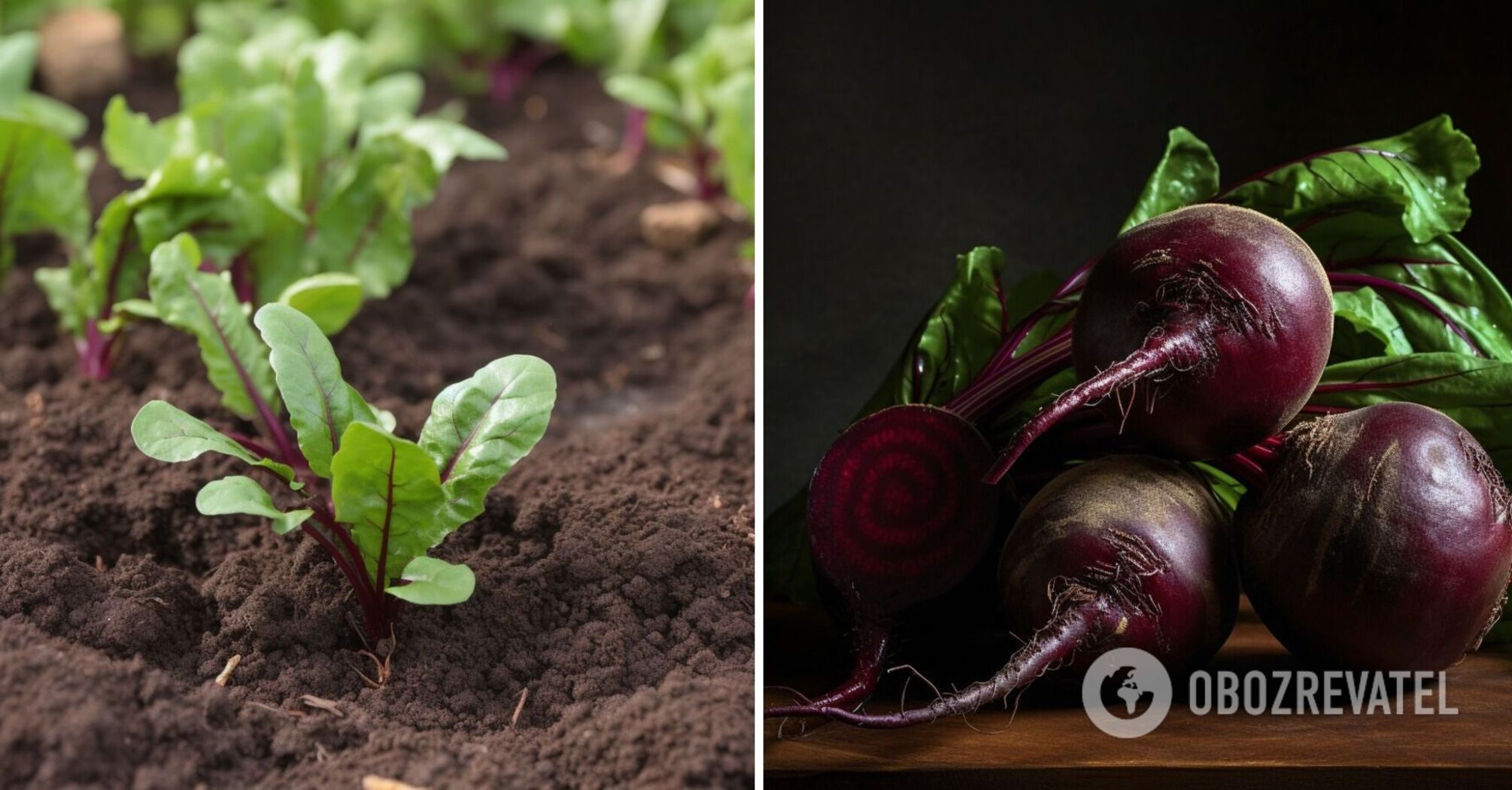 How to make the final fertilization of beets: recipe