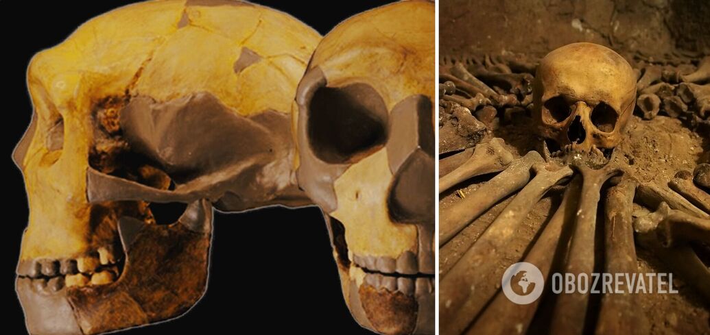 Unprecedented' fossil skull reveals face of human ancestor