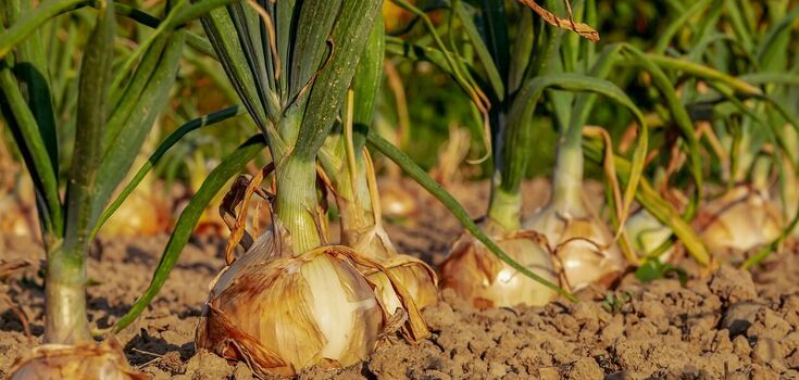What not to feed onions: you won't see the harvest