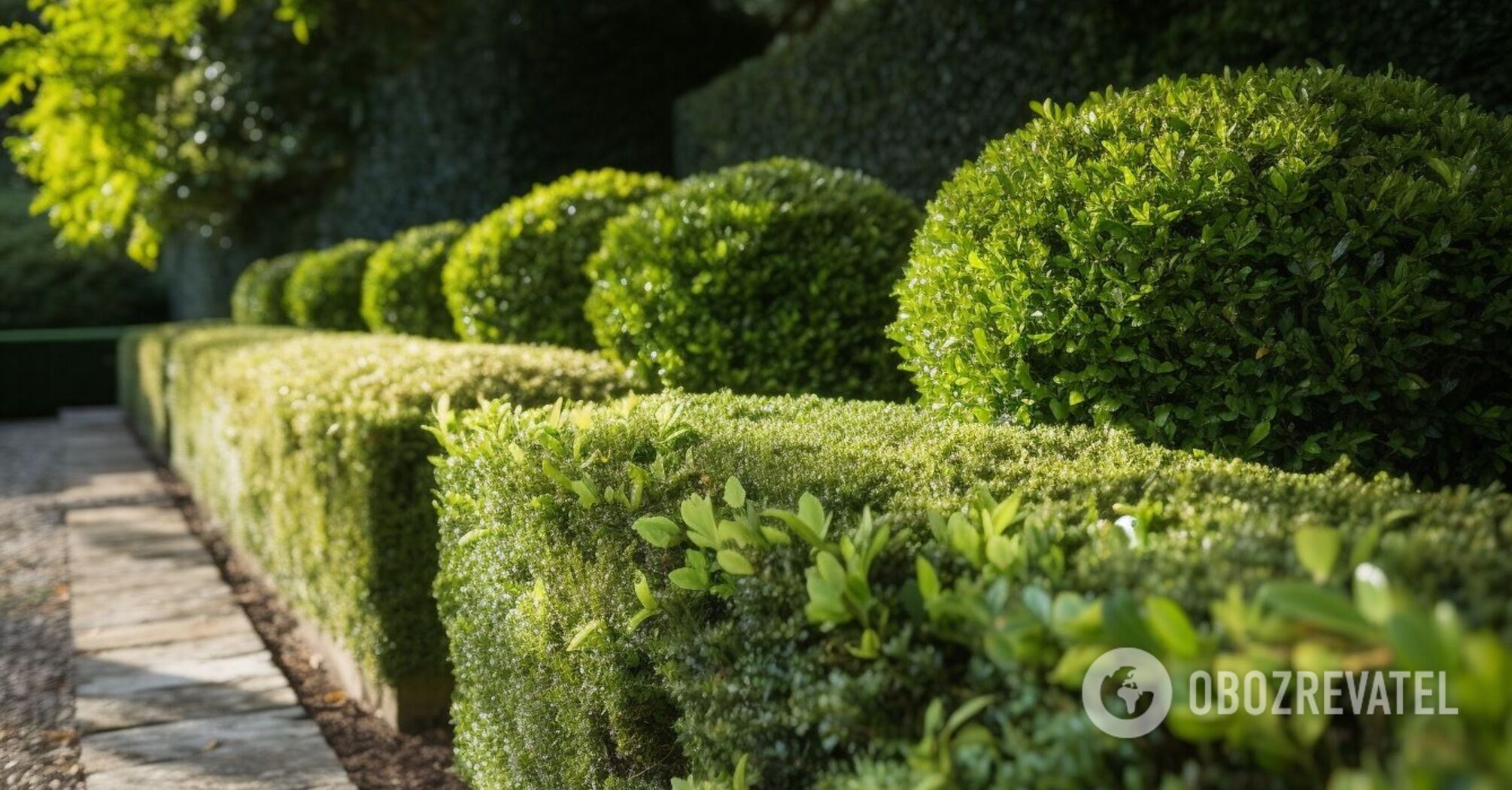 When to cut boxwood in the garden so that the bushes grow twice as fast