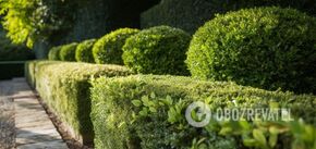 When to cut boxwood in the garden so that the bushes grow twice as fast