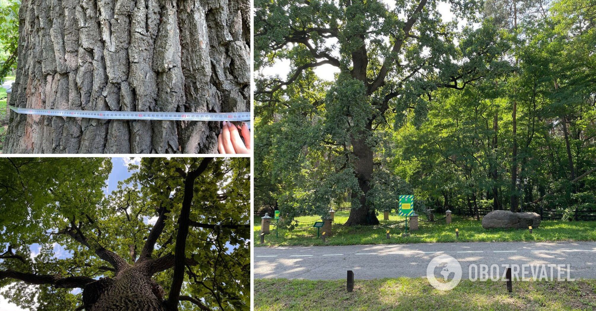 The tree is more than 450 years old