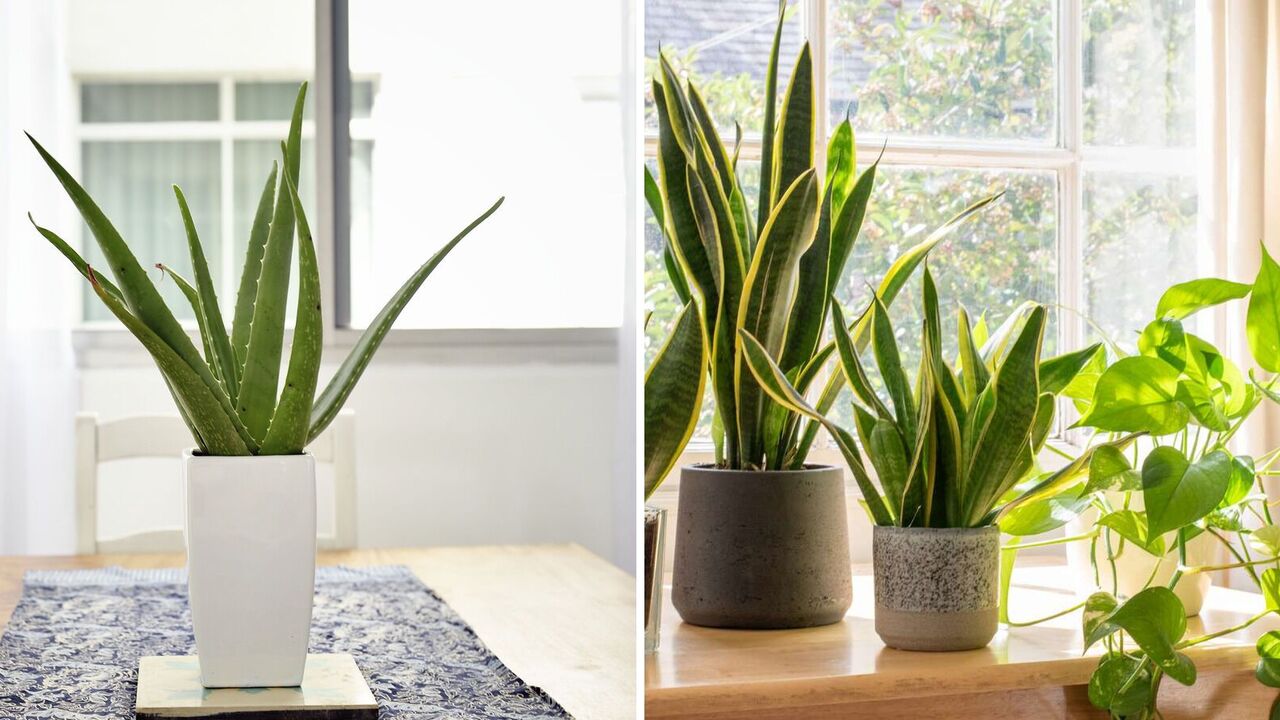 For people who are rarely at home: the simplest indoor flowers that do not need to be constantly watered