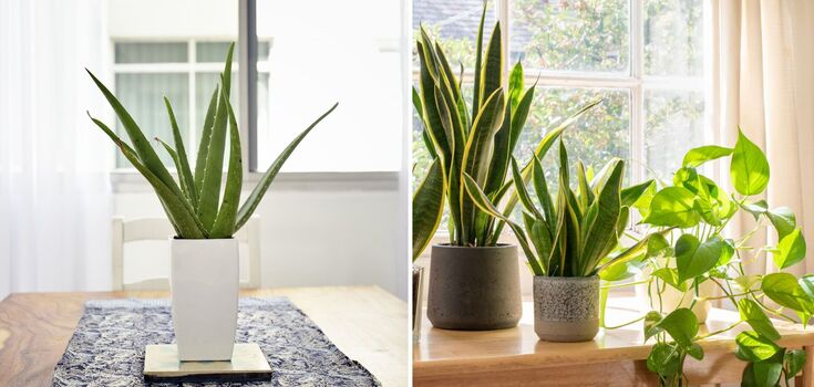 For people who are rarely at home: the simplest indoor flowers that do not need to be constantly watered