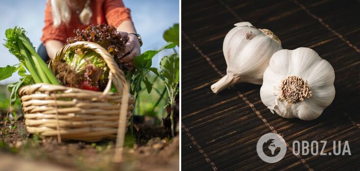 What to plant in the vegetable garden in September
