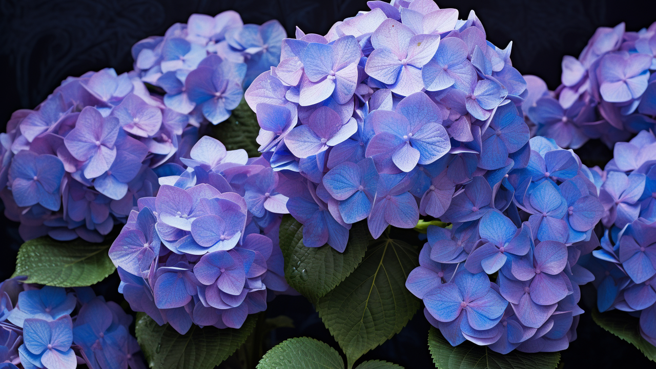 This simple method revitalizes even hopelessly neglected hydrangeas