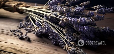 How to dry lavender: the color and fragrance will please you even after a year