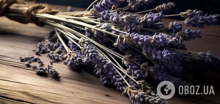 How to dry lavender: the color and fragrance will please you even after a year