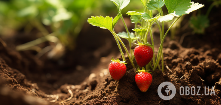 How to restore soil after strawberries: an effective way