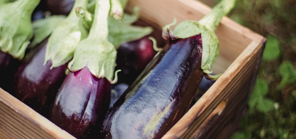 Never buy such eggplants: signs of a stale vegetable