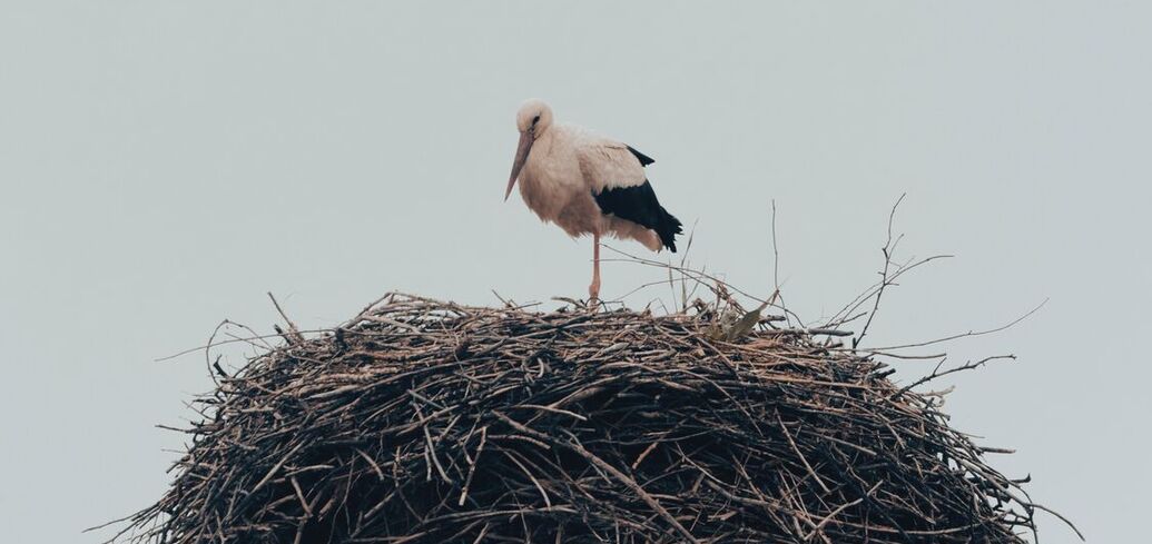 Символизм аистов