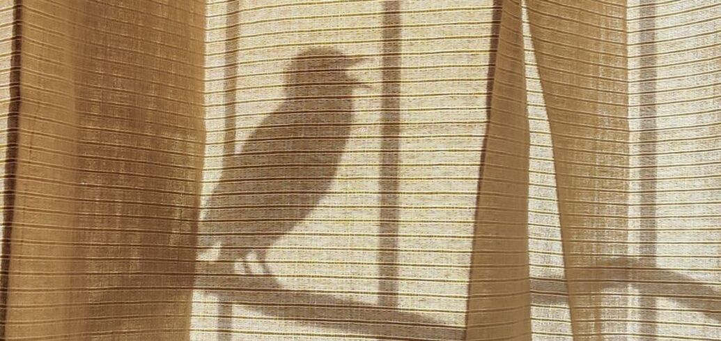 Поверие о птицах