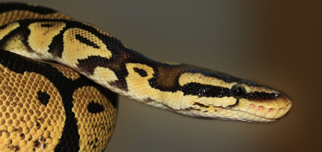 Сни про змії