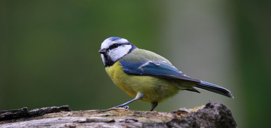 Чому синиця стукає у вікно