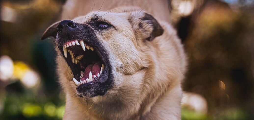 Сны об укусах собаки
