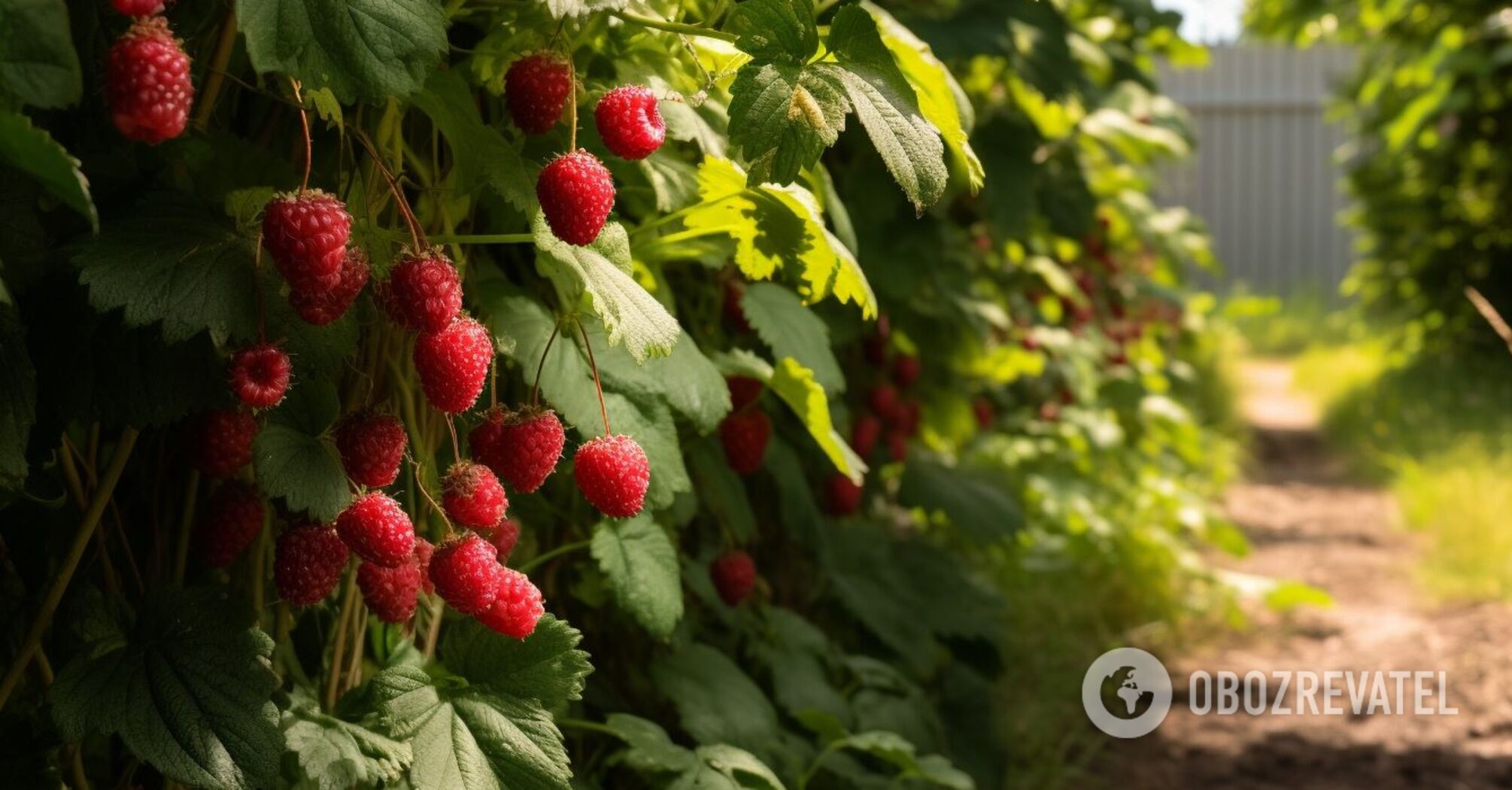 How to prune raspberries in the fall properly